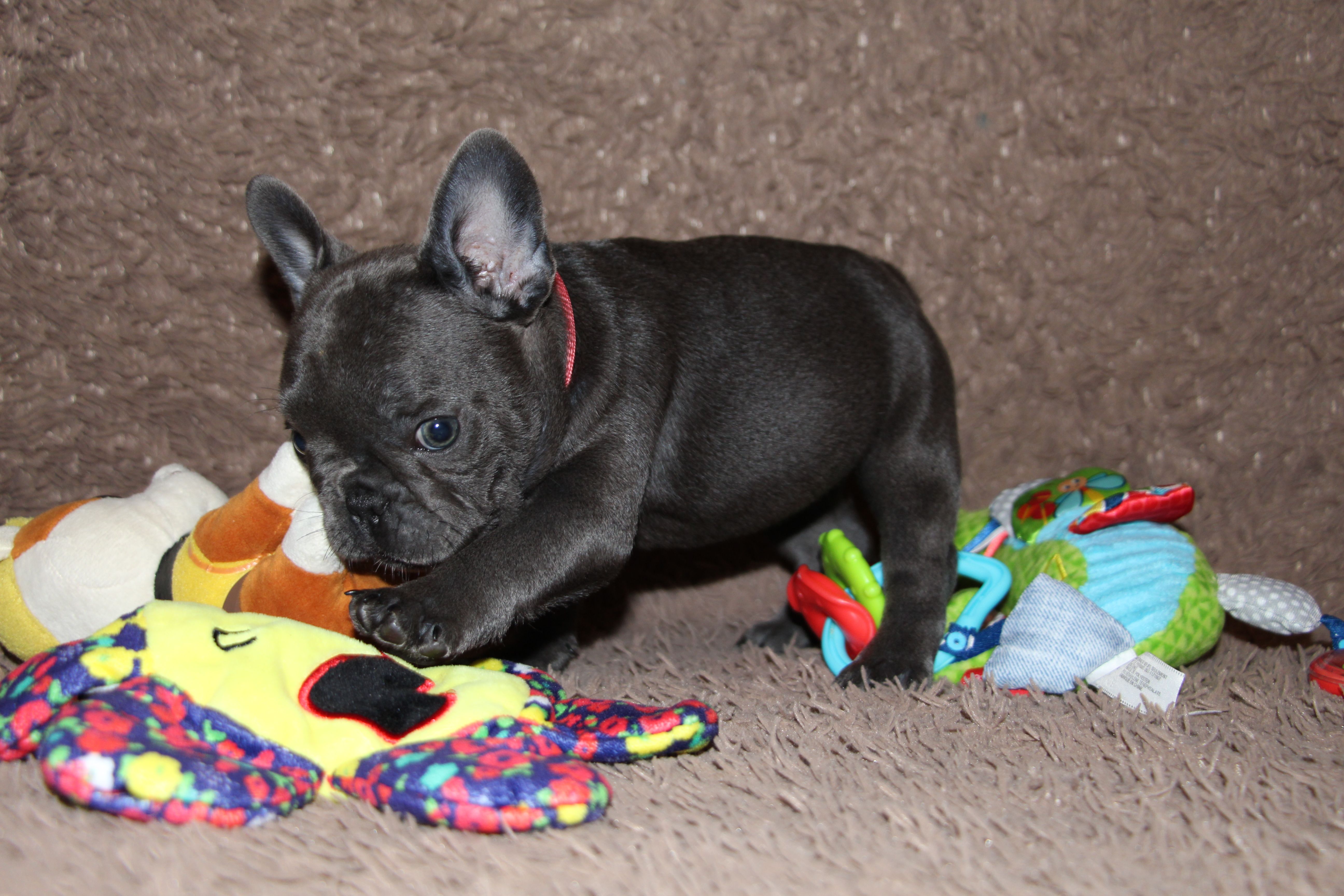 <svg class='pink'></svg> <b>Miss Little Heart</b> <svg class='pink'></svg>